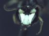 Hylaeus dilatatus